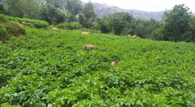 Agricultural Land for Sale