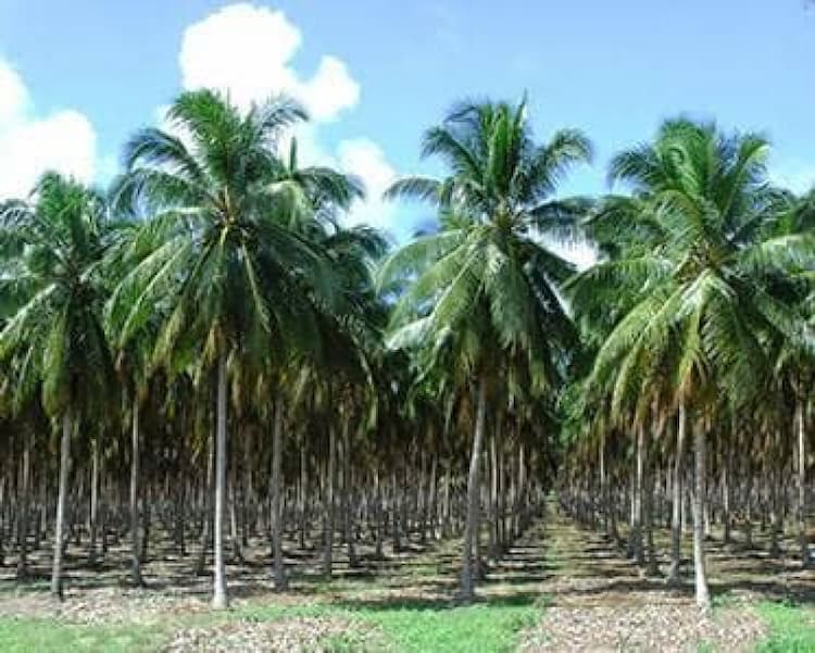 36 Acres Coconut Farm for sale Anaimalai Area