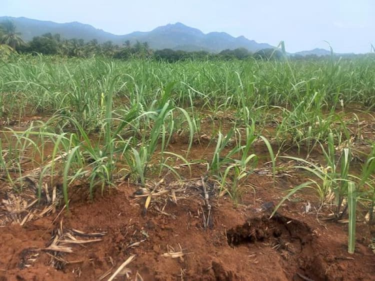 Low Budget Land for Sale