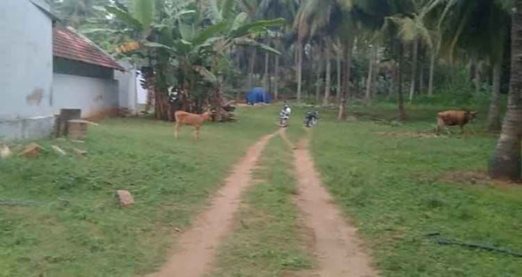 2 acre coconut farm for sale
