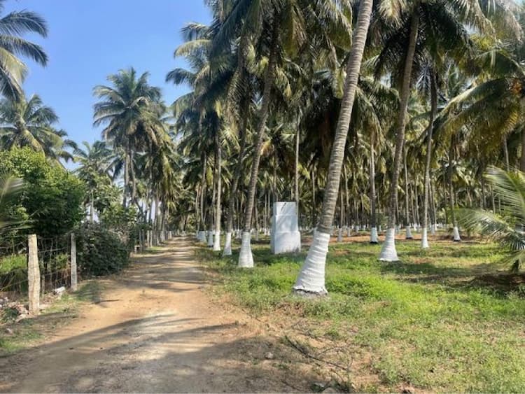 Coconut Farm For Sales