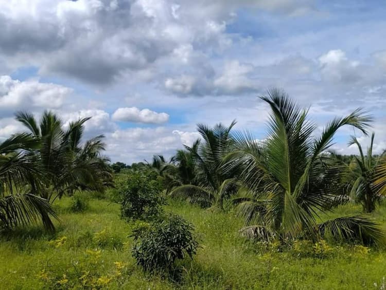 COCONUT AND MANGO FARM LAND SALE