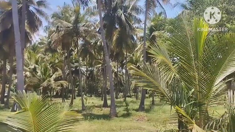 Coconut Farm for Sale