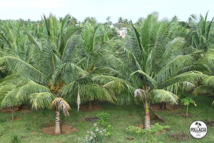 3 Acre Land for Sale