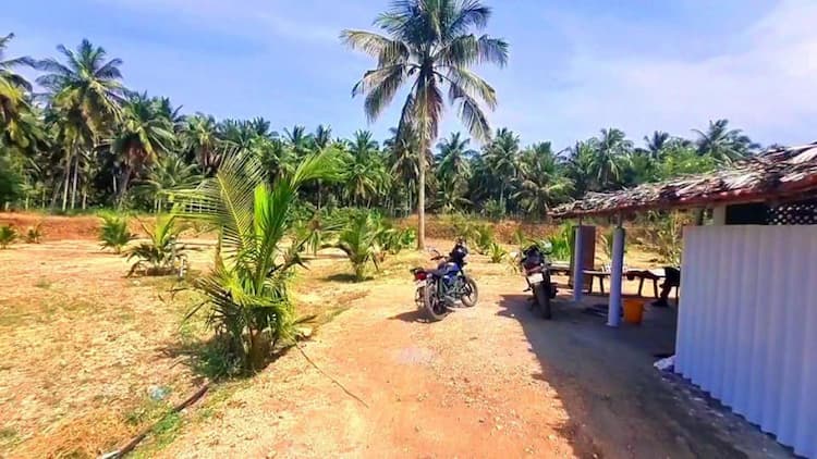 coconut farm land for sale
