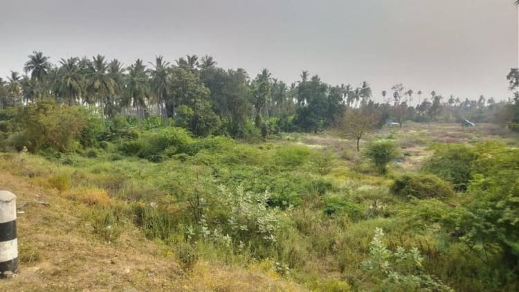 Agriculture Land coconut tree for sale