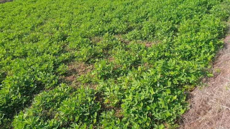 2 Acre Farm Land for Sale