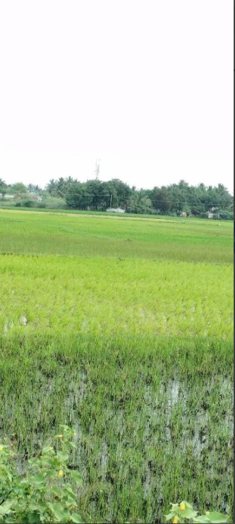 Agri Land For Sale