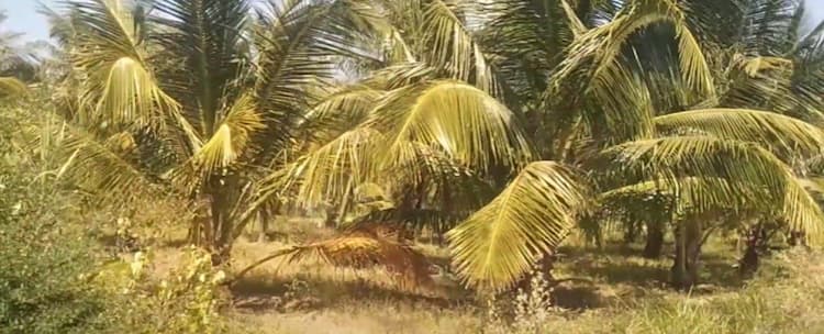 2 Acres Coconut Farm for Sale