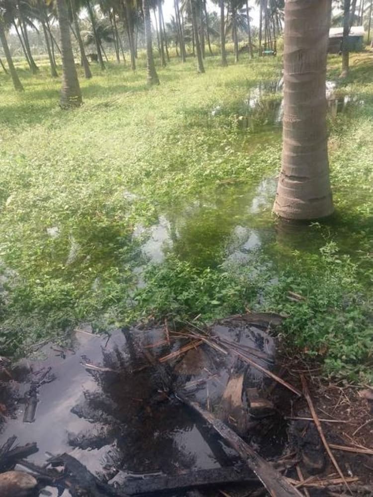 12 acre coconut farm sale