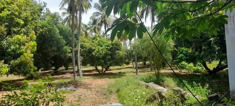 10 acre Coconut & Mango Farm For Sale