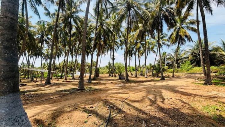 Land for Sale