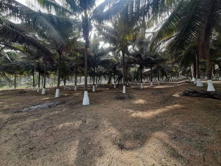Coconut Farm For Sale