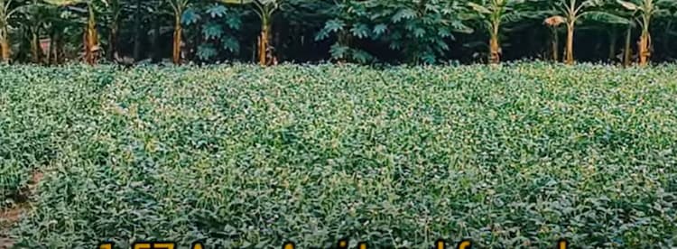 1.57 Acre Agri Land for sales