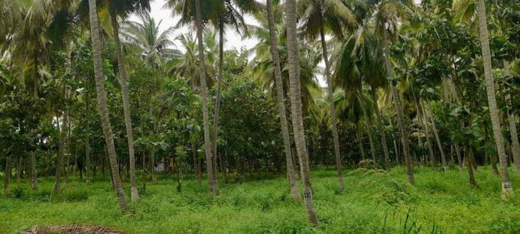  FARM LAND SALES AT DINDIGUL  