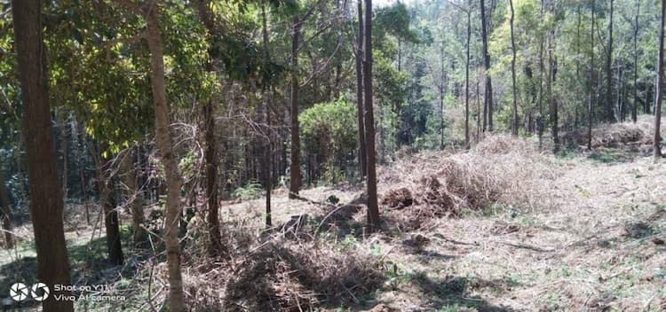 Coffee Estate For Sale