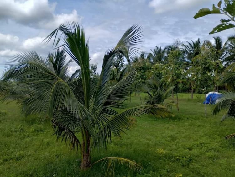 Agri Land For Sale