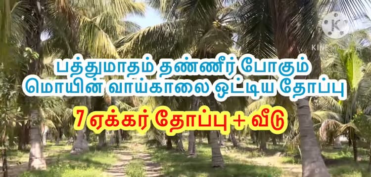 Coconut Farm with House for Sale