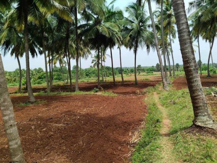 6 acer coconut with land for sale