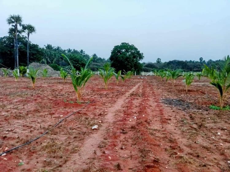 3.50 ஏக்கர் தோட்டம் for sales