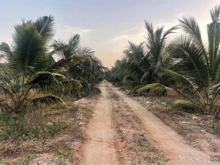 Coconut Farm Land For Sale