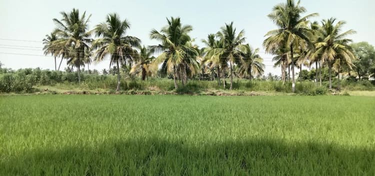 Agri Land For Sale