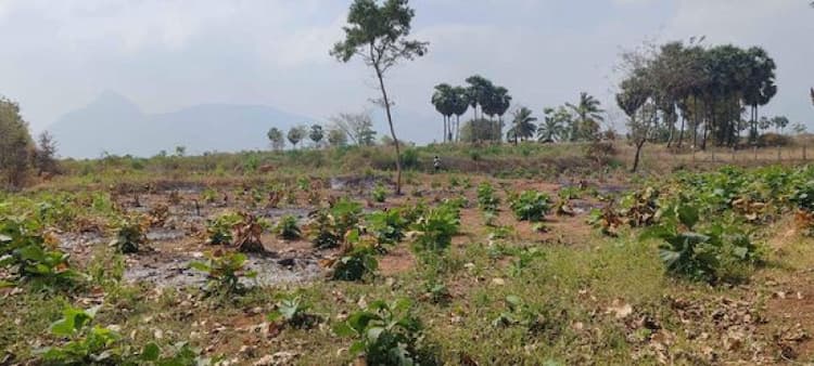 6 Acre Land for sales