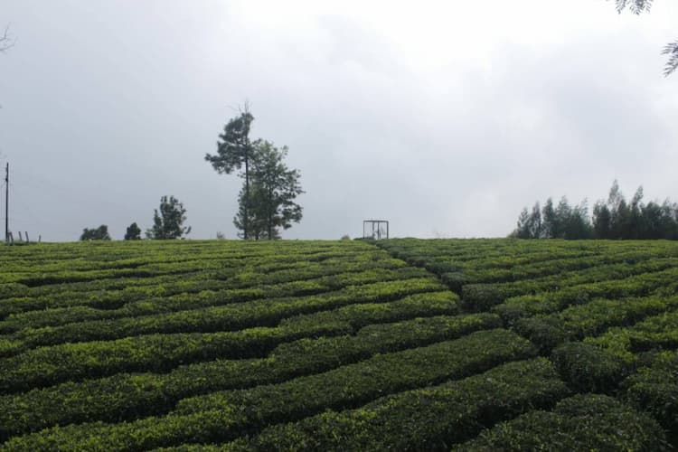 ESTATE LAND FOR SALE IN OOTY