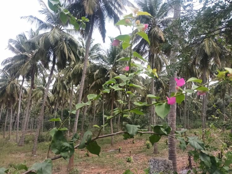 6 Acer coconut farm land for sale