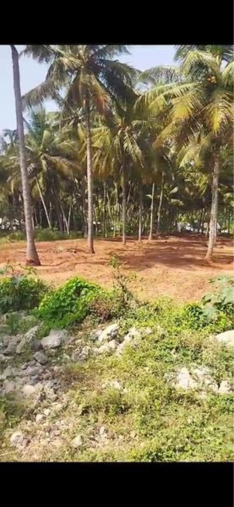 1.30 acres of coconut thottam for sale