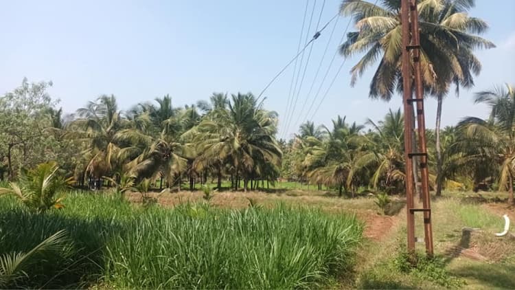 1 acre coconut form for sale