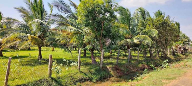 2.25 Acre Coconut Farm for Sale
