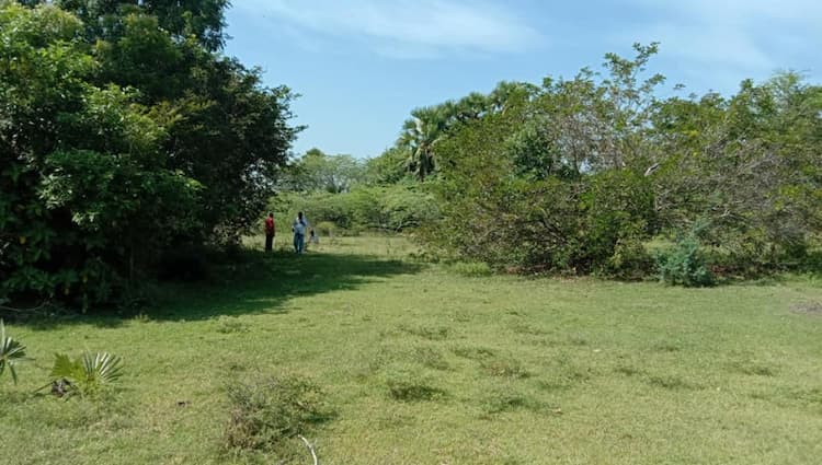 10 acres punjai  land for  sale