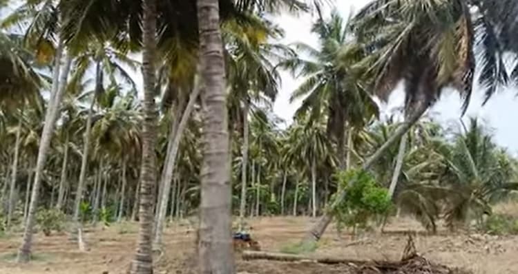 Lands for Sale