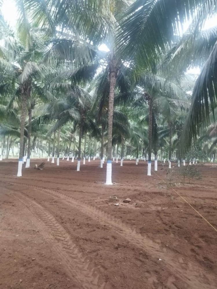 1.5 acre Plot