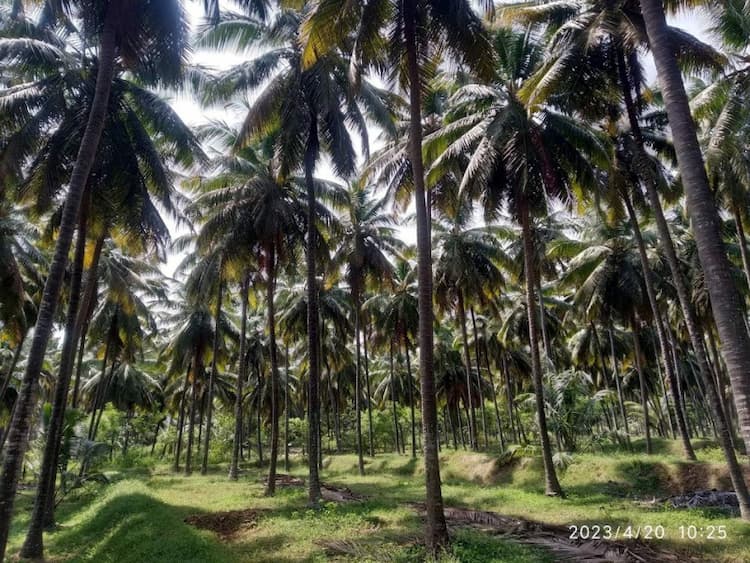 coconut farm land for sale