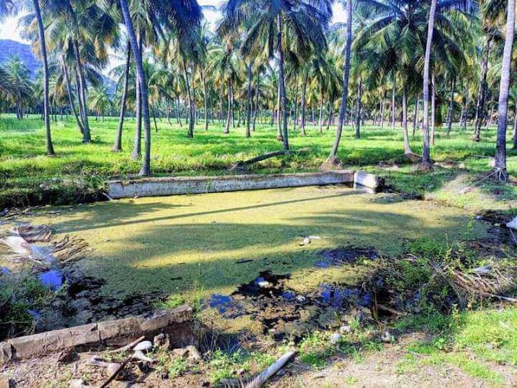  FARM LAND SALES AT  PALANI NEAR CHATHRAPATTI 