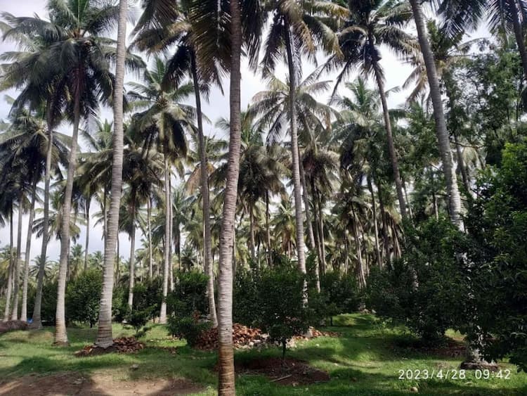 coconut farm alnd for sale