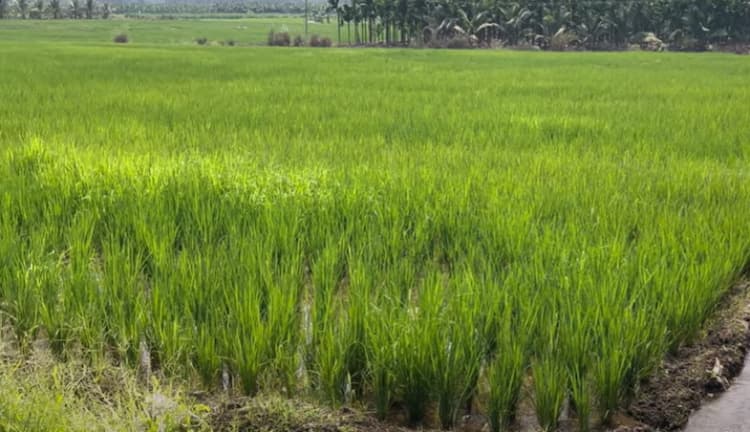 4 Acre land for sales