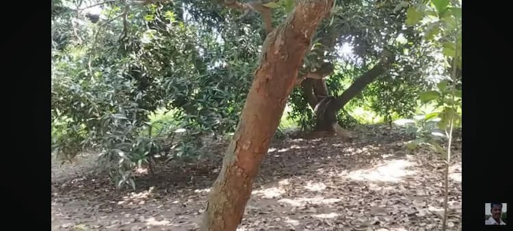 COMMERCIAL LAND ARE USE FARM LAND WITH HOUSE TRESS SALE