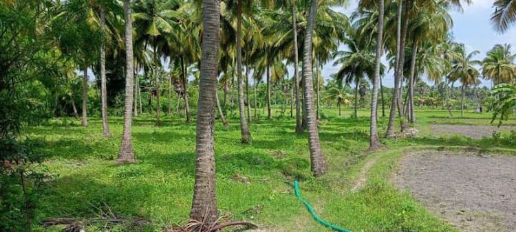 coconut farm land for sale