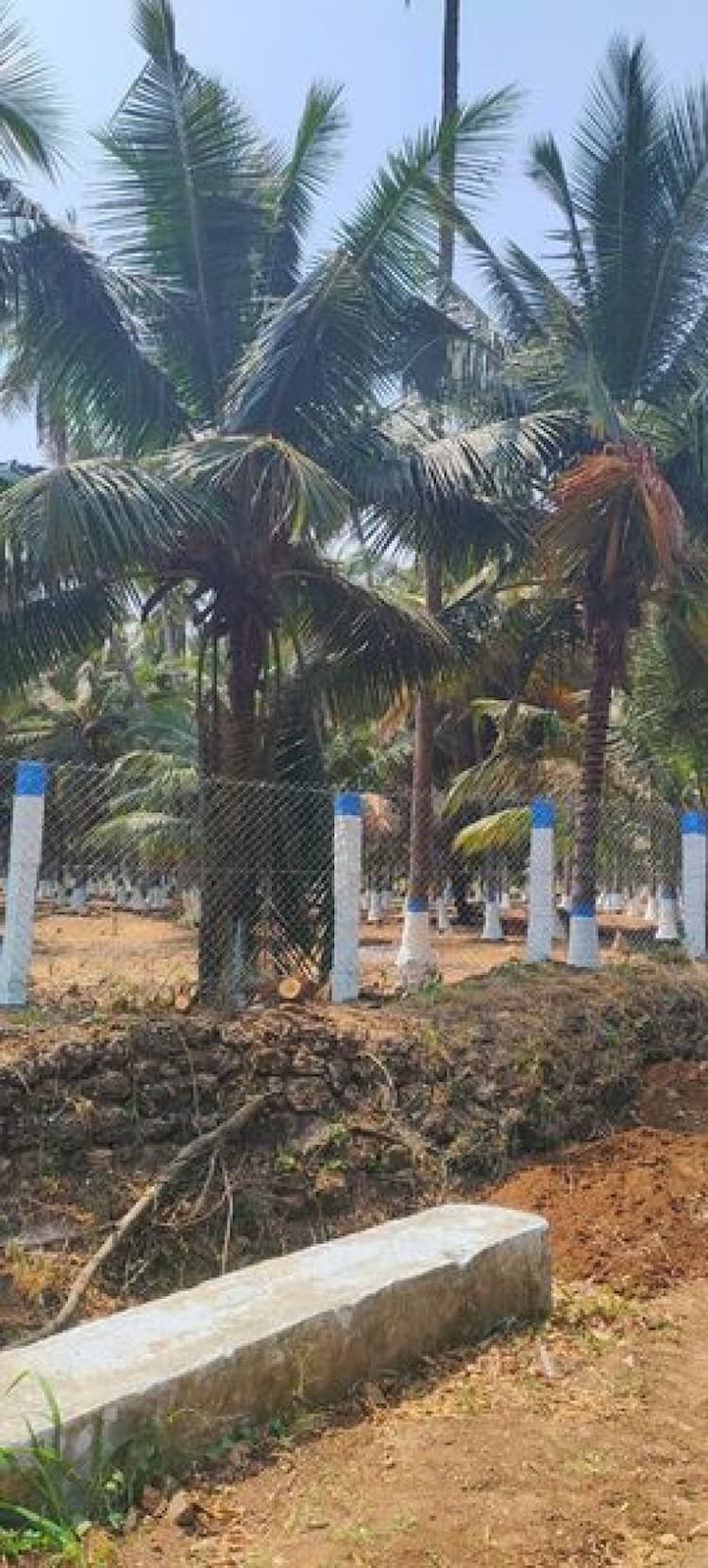10 acres of coconut farm for sale