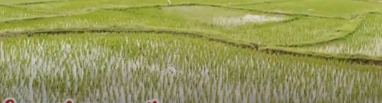 51 cent land for sales