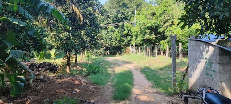 2acre coconut farm for sale