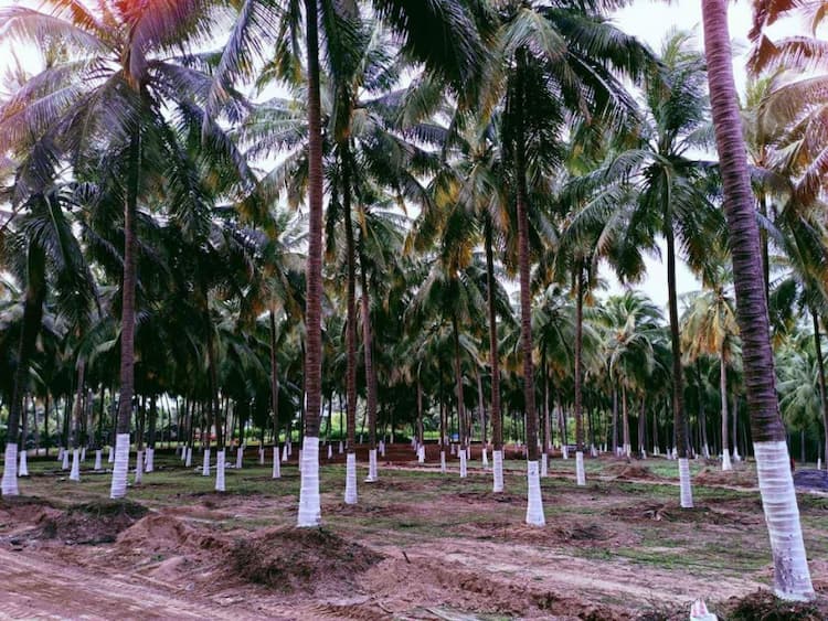 coconut farm for sale