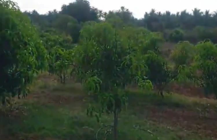 Mango Farm for Sale