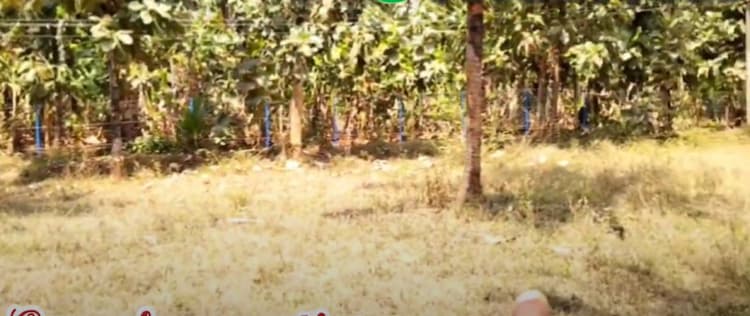 33 cent land for sales