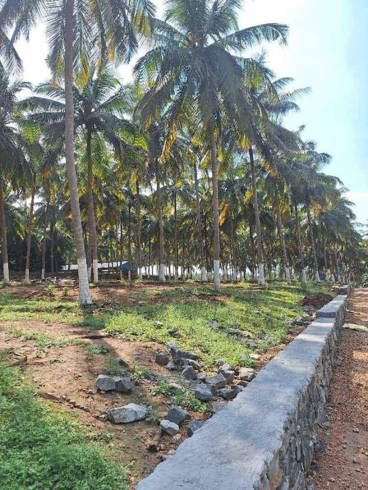 Farm land with coconut  trees 