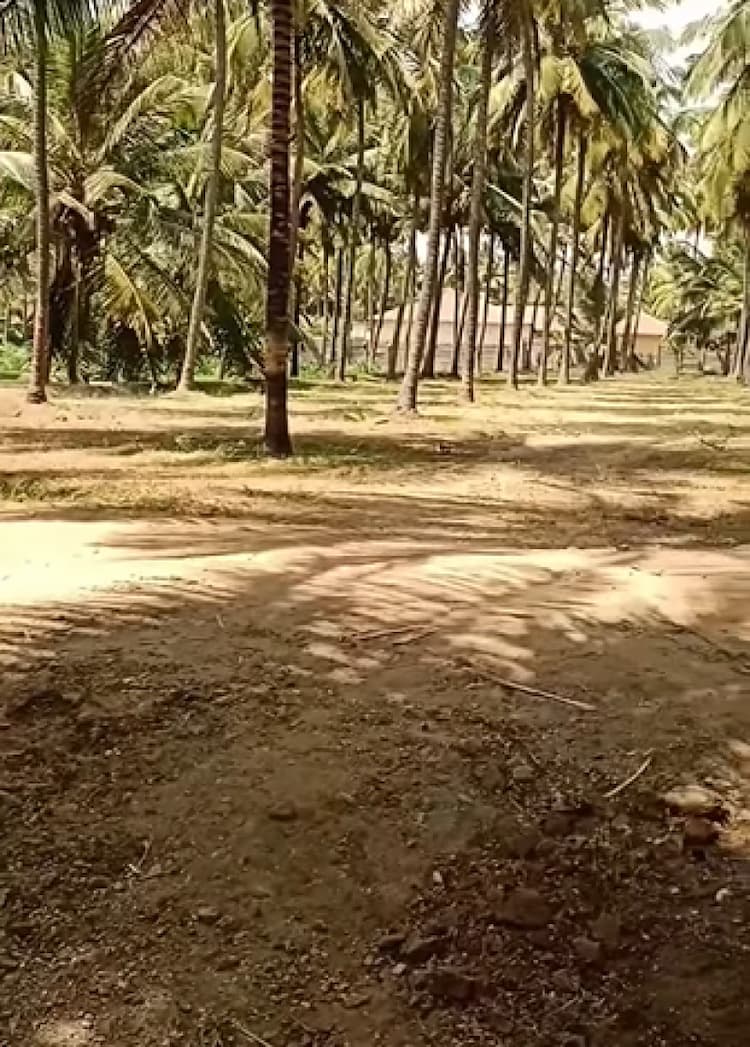 Coconut Farm for Sale