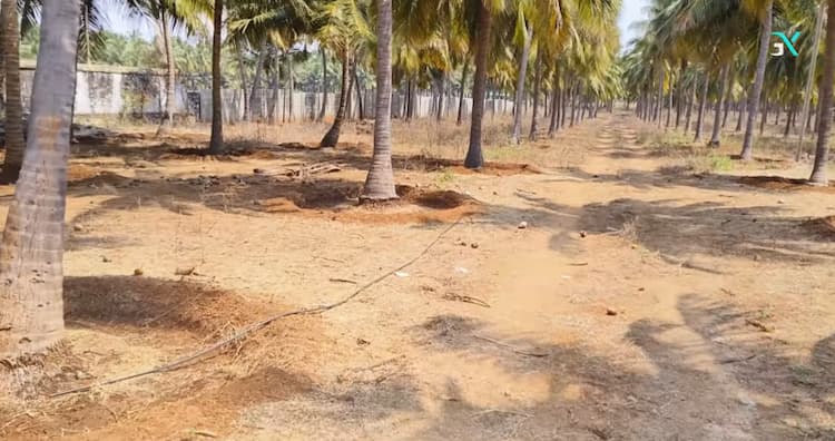 7.40 Acres Coconut Farm Land for Sale